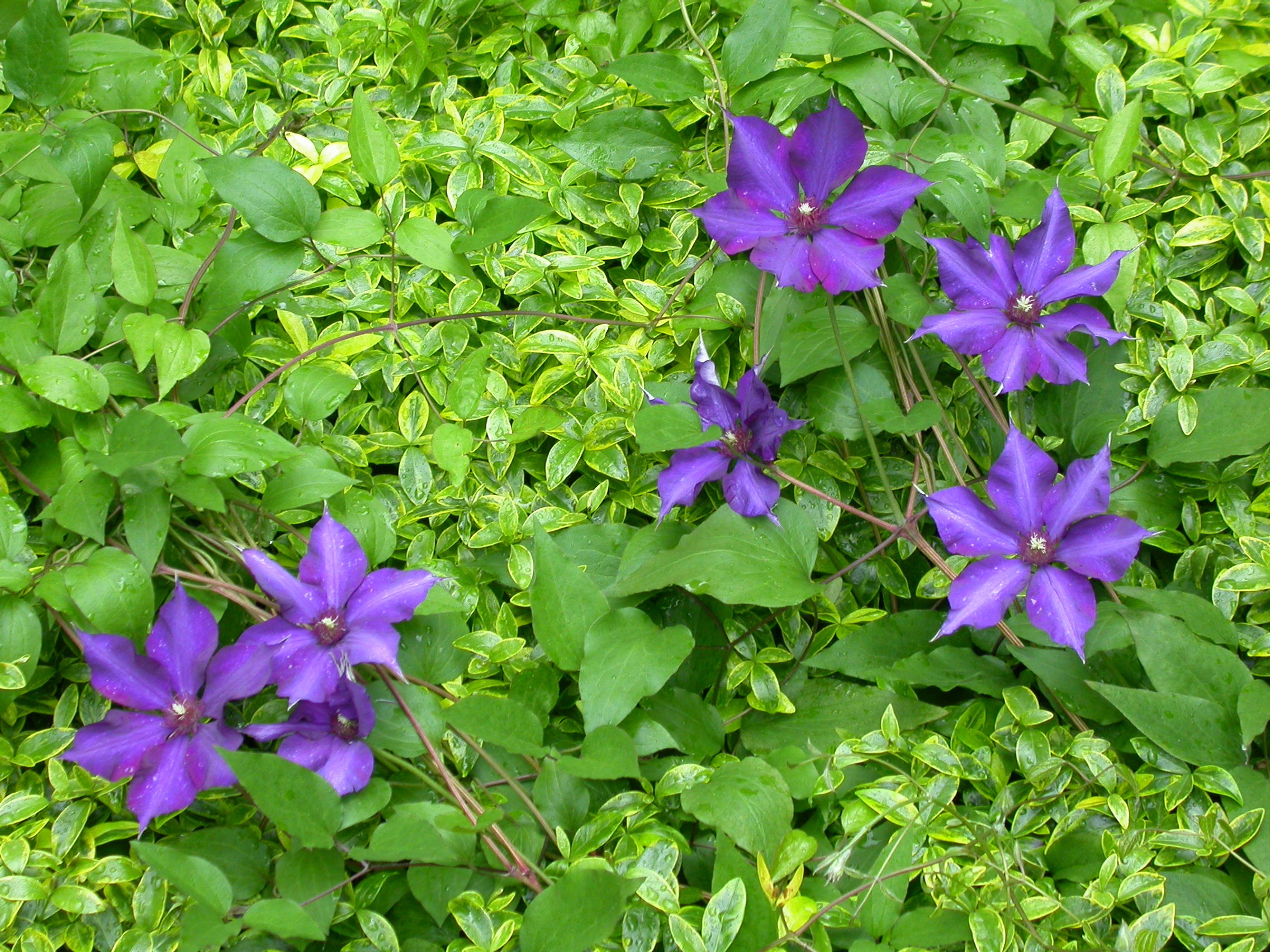 Clematis 'Lilacina Floribunda'